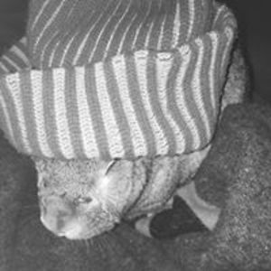 radicalleftist avatar