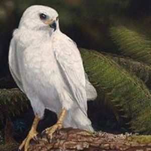 imvu_nightowl avatar