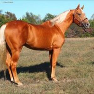 ellisfarmscs2 avatar