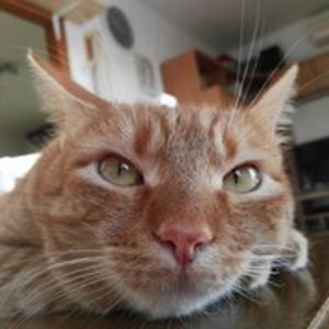 tajana_lesko_prugovecki avatar