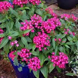 deirdre_hankins avatar