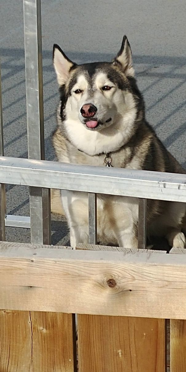 My Neighbor's Dog Whenever We BBQ. Such A Good Boy