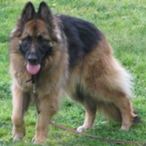 cherryacollins avatar