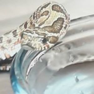 thunderthefox303 avatar