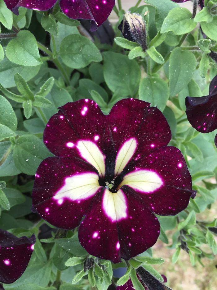 This Flower Looks Like Deep Space