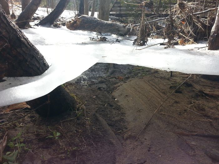 Ice Sheet Holding Onto Trees After Flood Subsides