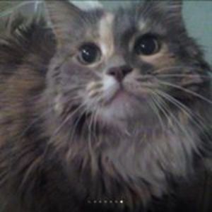 kittycatmeowr avatar