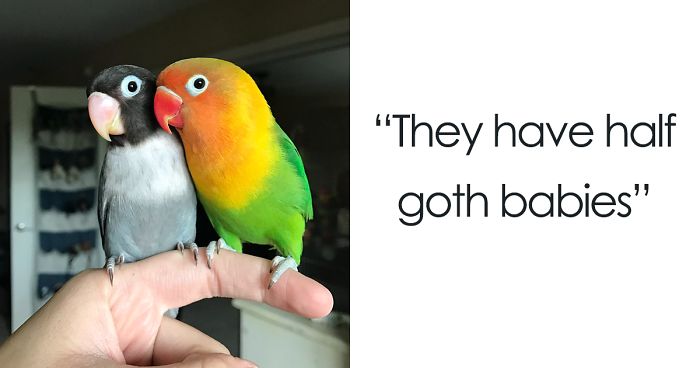 Kiwi And His Goth Girlfriend Just Had 4 Babies And Internet Is In Love