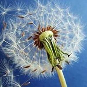 nancyfarmiloe avatar