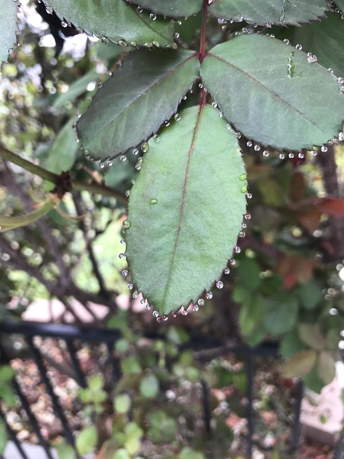 Water Droplets On The Tips Of Rose Bush Leaves