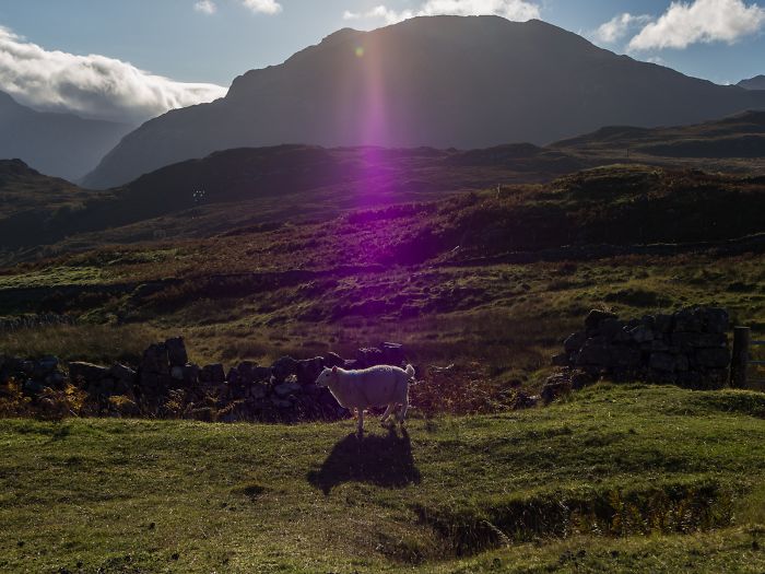 Lens Flare In This Picture I Took Looks Like It Beams A Poor Scottish Sheep To An Alien Spaceship