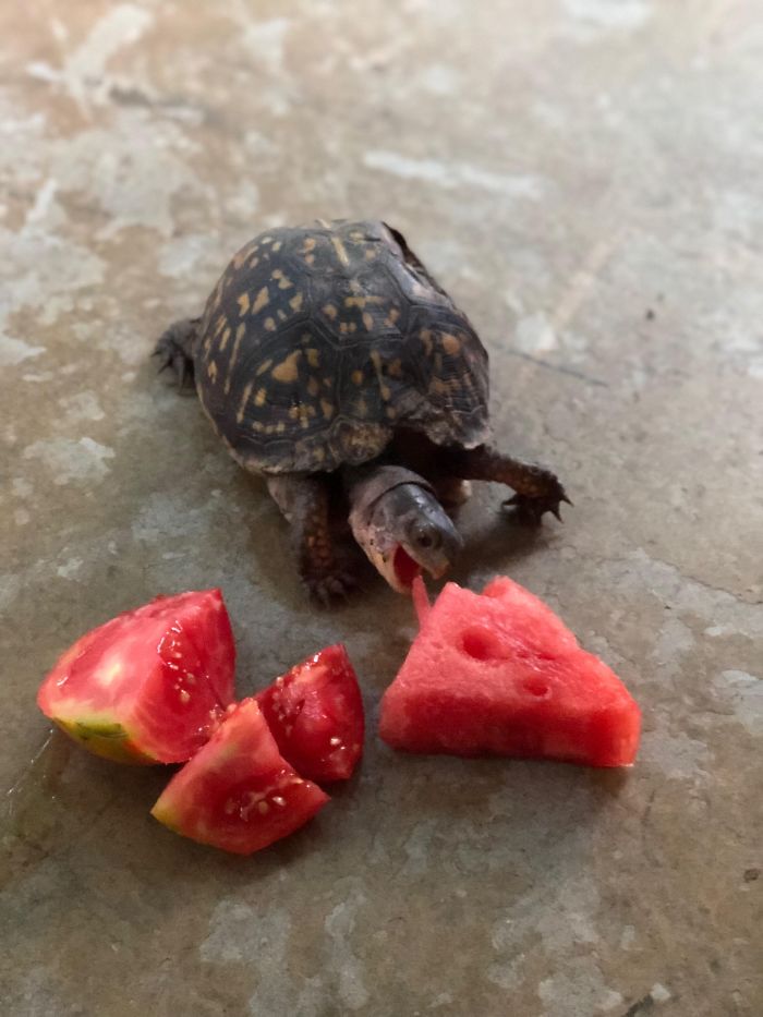 This Little Girl Has Been Coming By To Eat Repeatedly For Over Ten Years. We Hadn’t Seen Her In Two Months And Was Afraid She Had Met Her Doom. Enjoy My Little Friend. Safe Travels