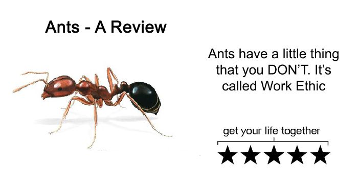 Someone Writes Hilarious Animal Reviews, And The Reason Why Dogs Get Only 4 Out Of 5 Stars Will Crack You Up