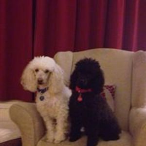 judith_stainer avatar