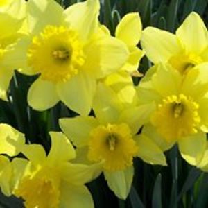 carolrobinson2458 avatar