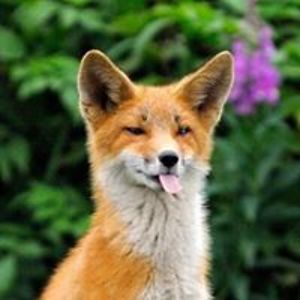 dragonstar4rainstar avatar