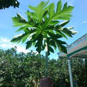 fclovecartoon_biz avatar