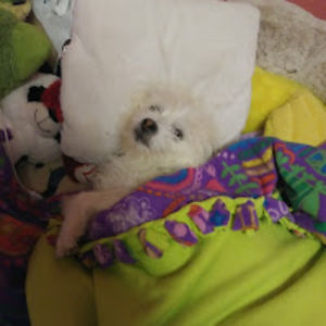 amorinashannon avatar