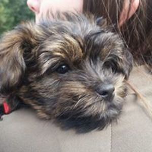 ronald_smith2 avatar