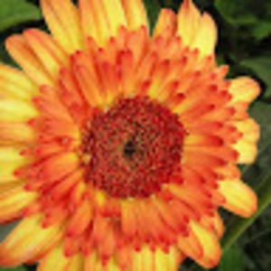 audreyfrenette avatar