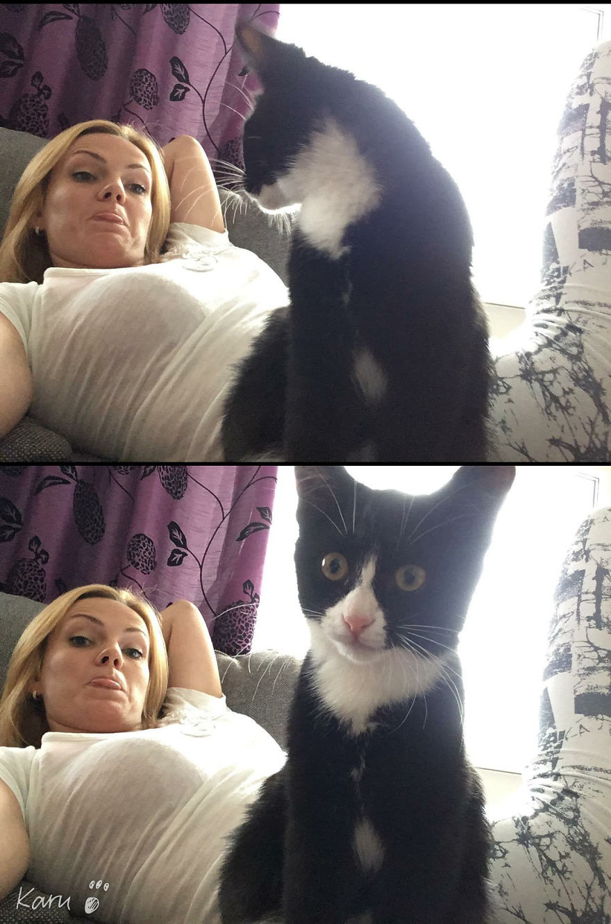 Cat With 100 Faces Cat With 100 Faces