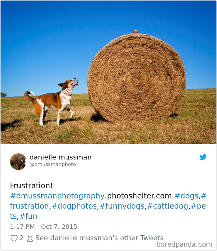 Hilarious-Dog-Tweets