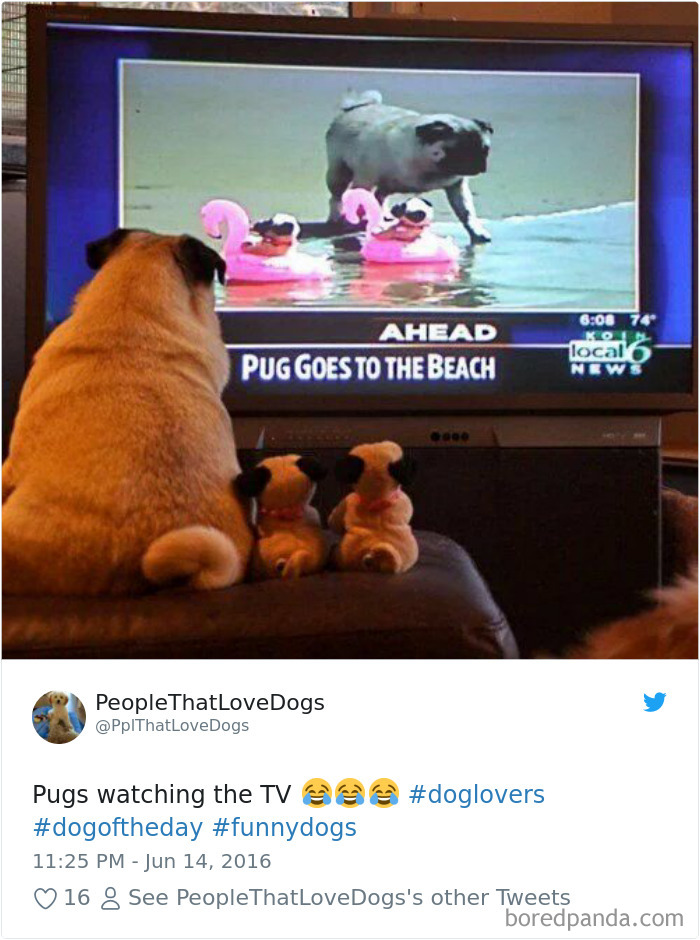 Hilarious-Dog-Tweets
