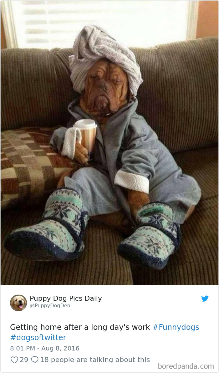 Hilarious-Dog-Tweets