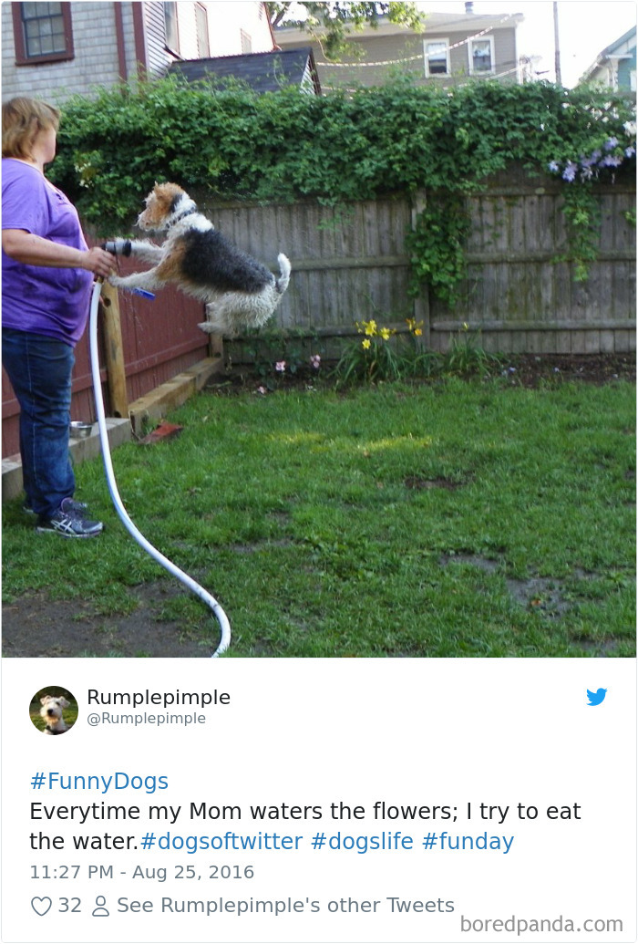 Hilarious-Dog-Tweets