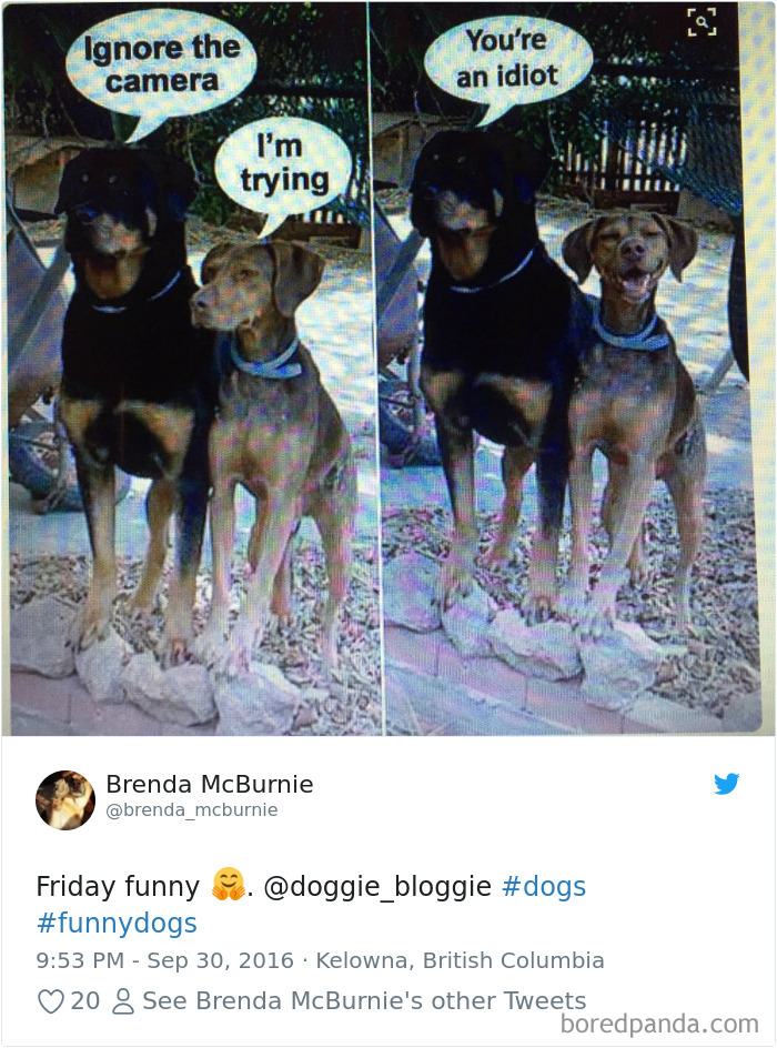 Hilarious-Dog-Tweets