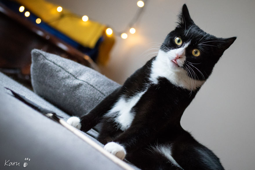 Cat With 100 Faces Cat With 100 Faces