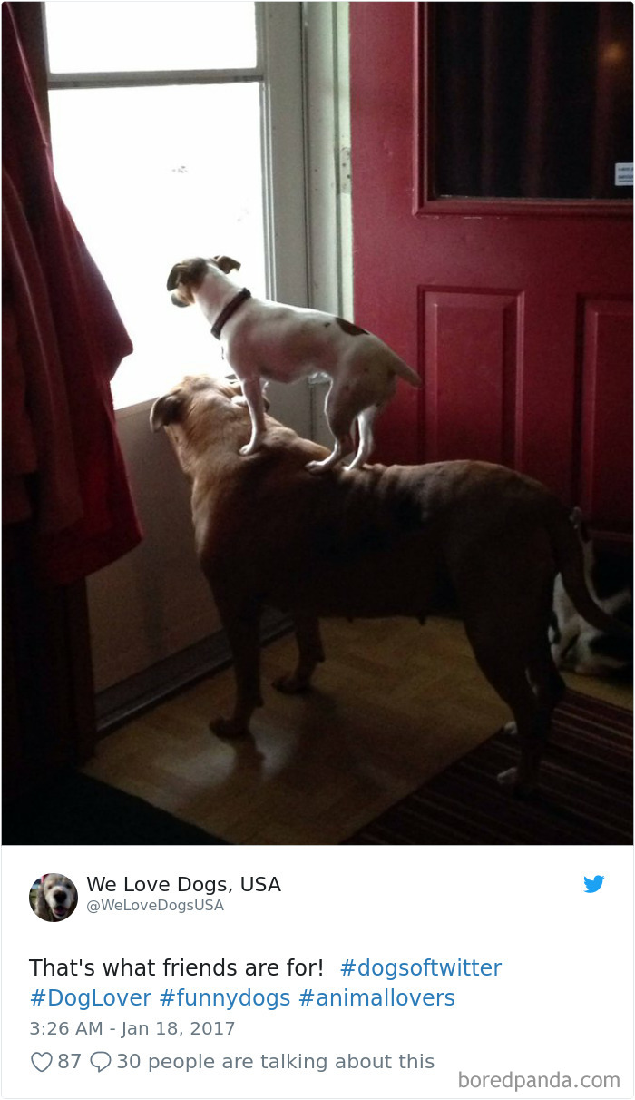 Hilarious-Dog-Tweets