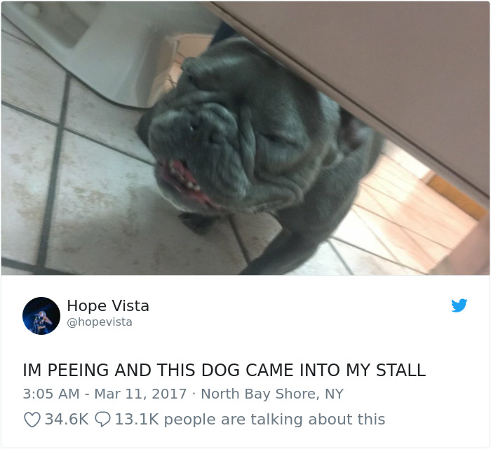 Hilarious-Dog-Tweets