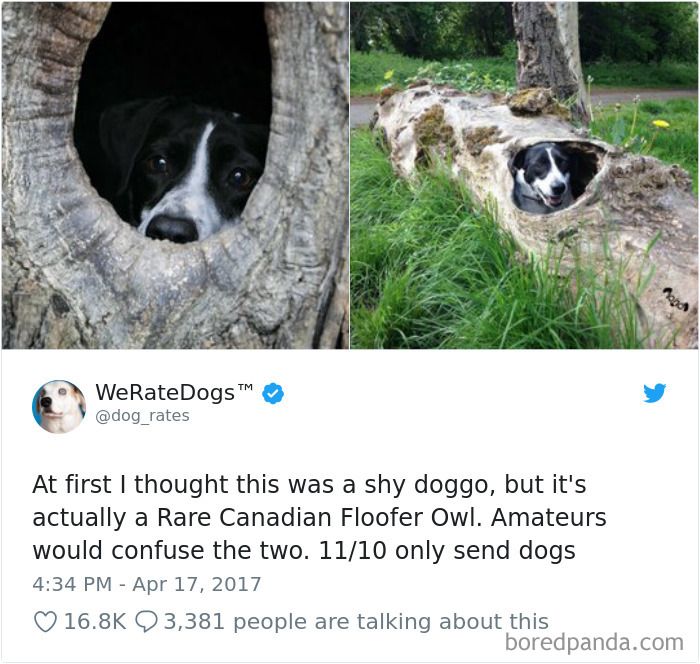 Hilarious-Dog-Tweets