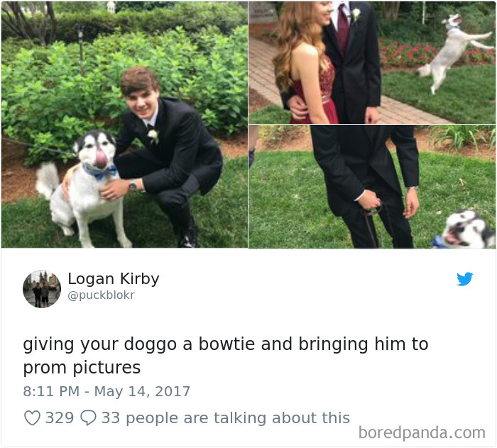 Hilarious-Dog-Tweets