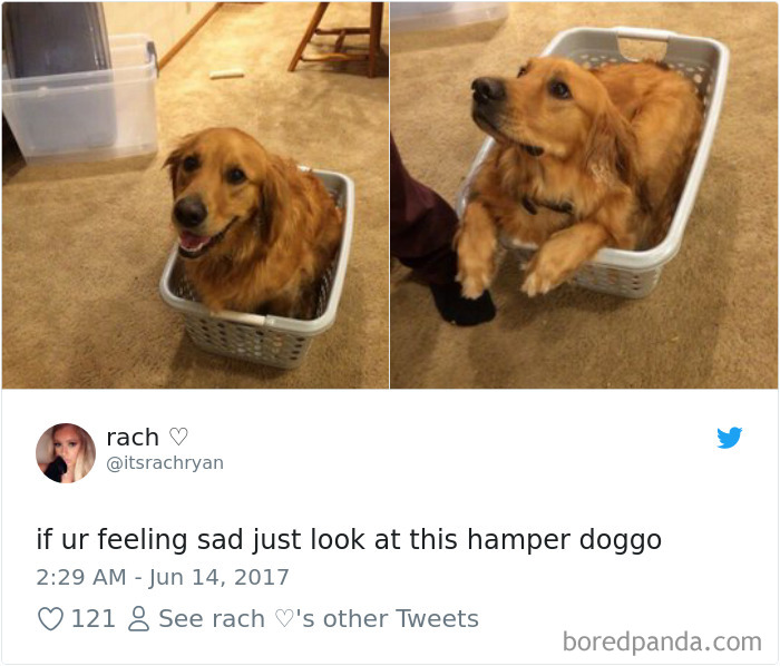 Hilarious-Dog-Tweets