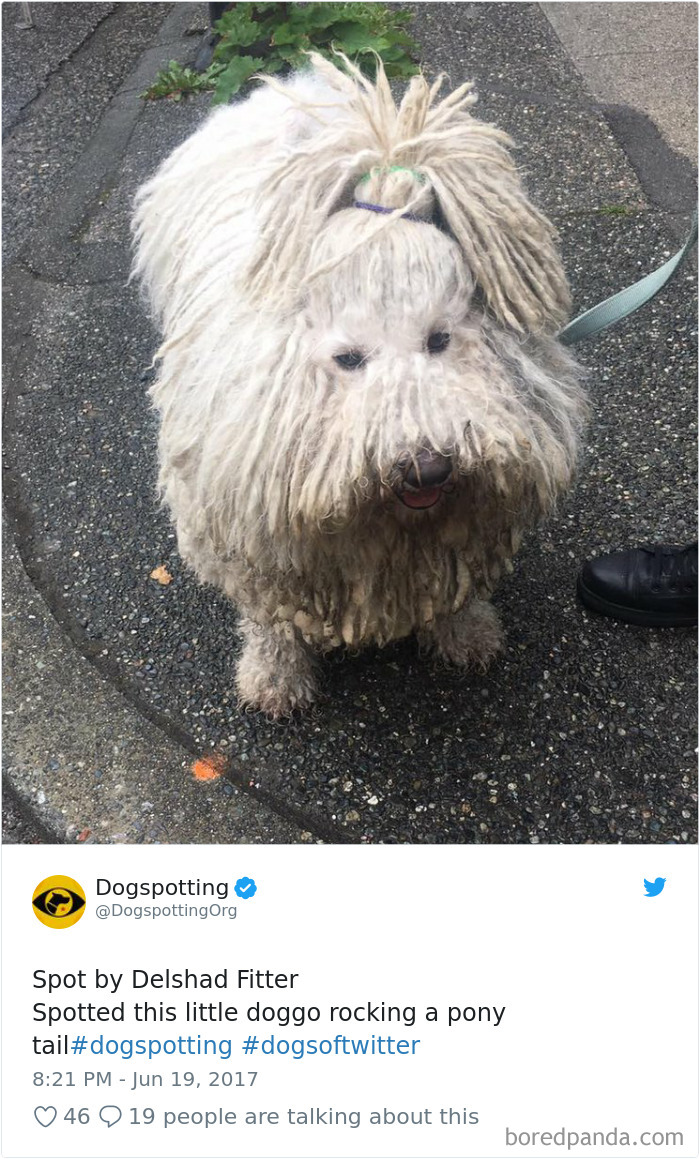 Hilarious-Dog-Tweets