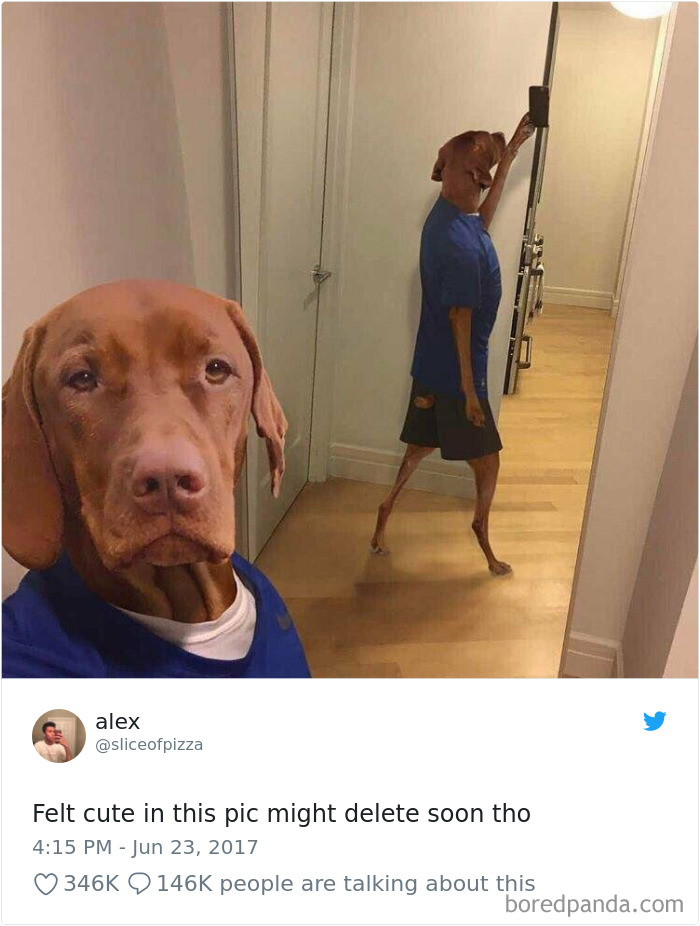 Hilarious-Dog-Tweets