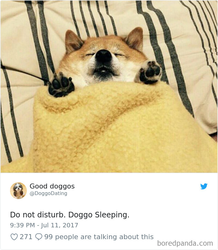 Hilarious-Dog-Tweets