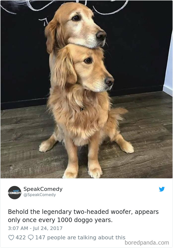 Hilarious-Dog-Tweets