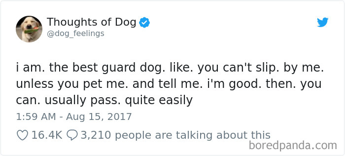 Hilarious-Dog-Tweets