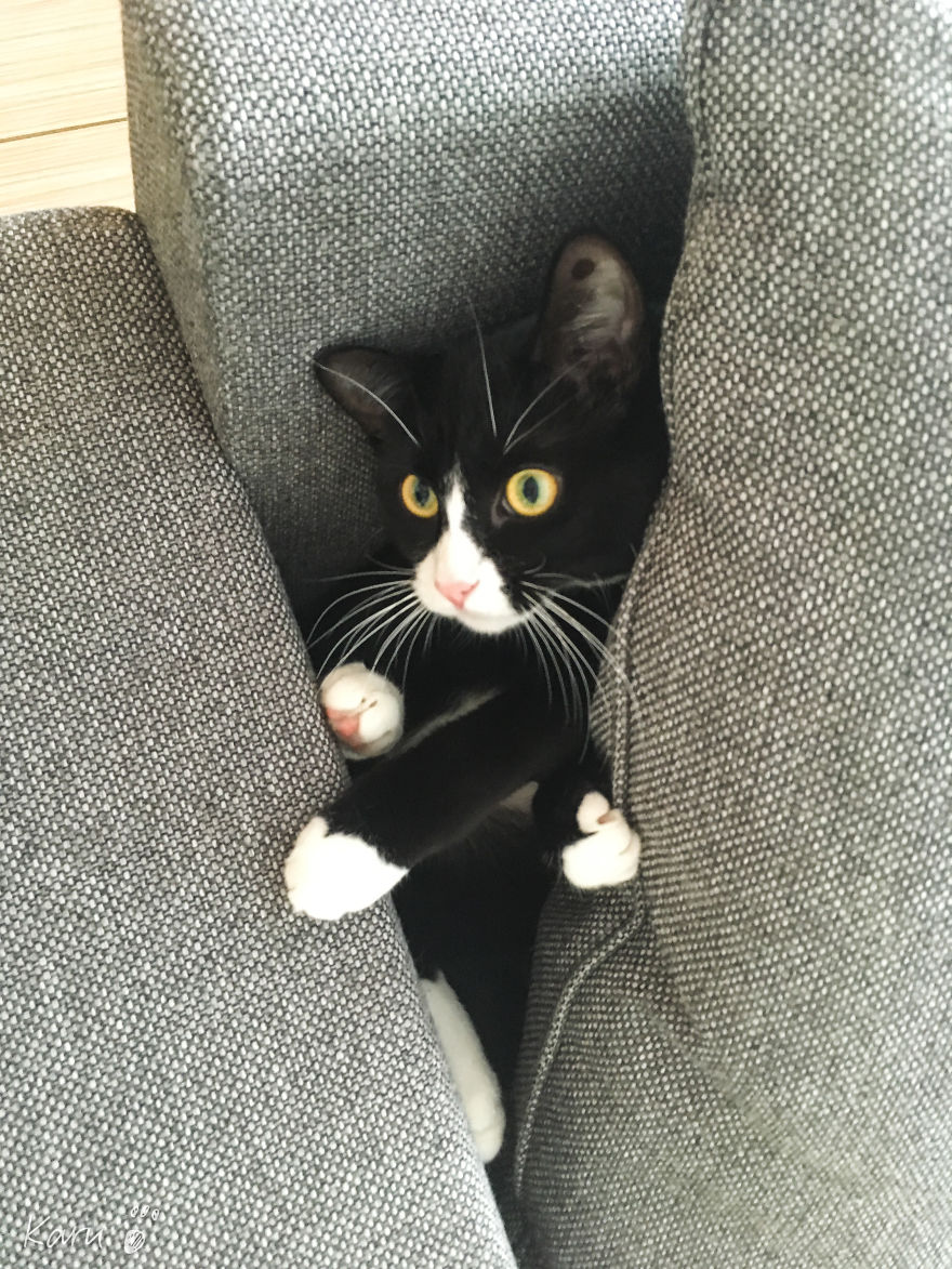 Cat With 100 Faces Cat With 100 Faces