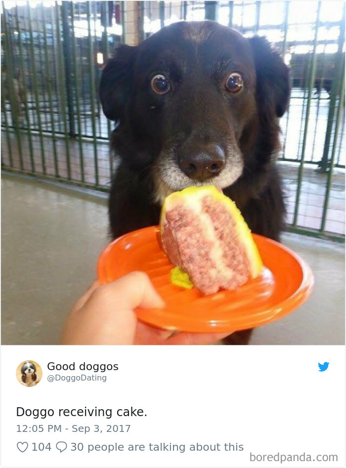 Hilarious-Dog-Tweets