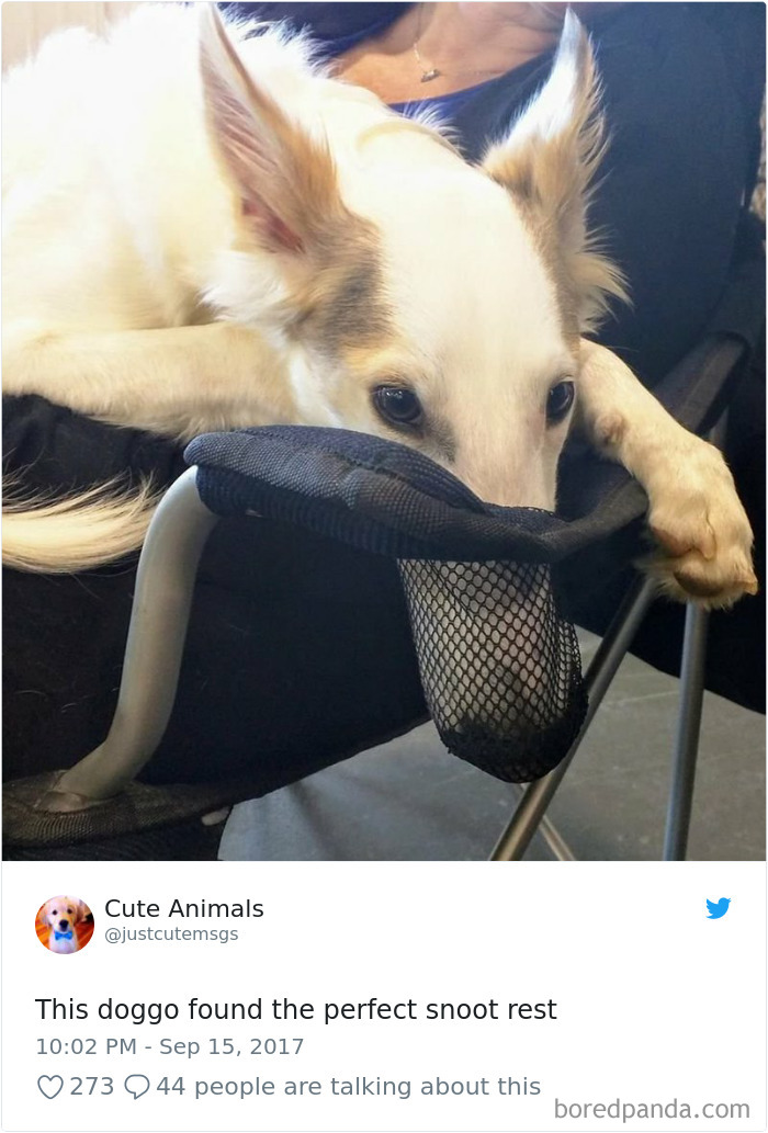 Hilarious-Dog-Tweets