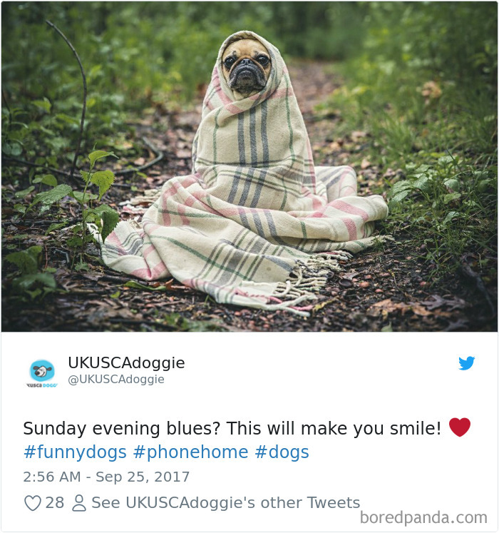 Hilarious-Dog-Tweets