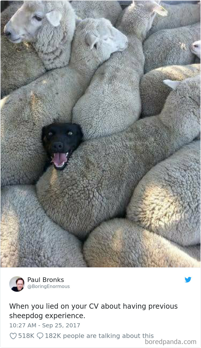 Hilarious-Dog-Tweets