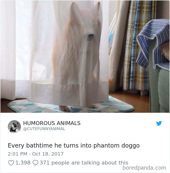 Hilarious-Dog-Tweets