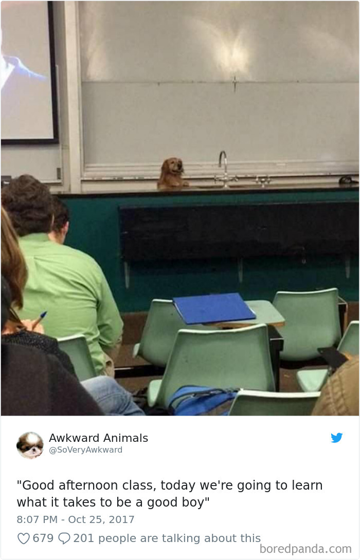 Hilarious-Dog-Tweets