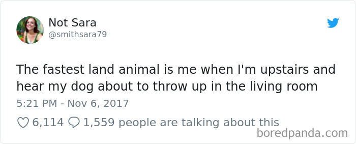 Hilarious-Dog-Tweets