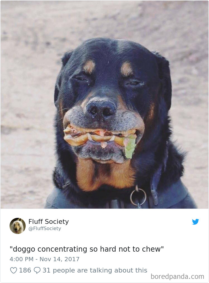 Hilarious-Dog-Tweets